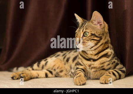 Bengal Katze im Alter von 5 Monaten legt auf dem Boden ruhen nach der Wiedergabe Stockfoto
