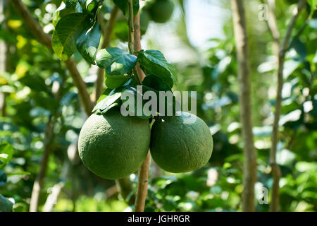 Wachsende Pomelo an der Pflanze, tropische Früchte aus dem Mekong-Delta, Vietnam. Schöne unscharfe Bokeh. Stockfoto