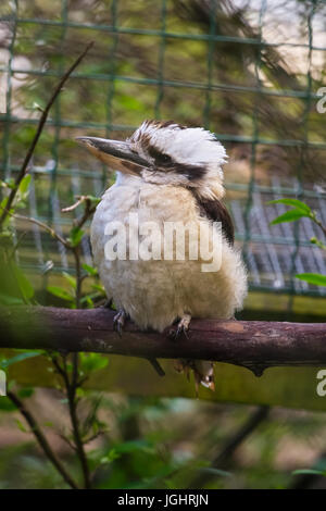 Ein Porträt der Kookaburra im zoo Stockfoto