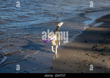 Der Hund spielt am Ufer des Meeres Stockfoto