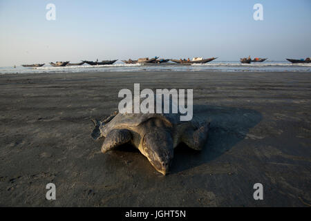 Eine tote Schildkröte an Alorkol Strand Dubla Island in die UNESCO-World Heritage Site Sunderbans. Bagerhat Khulna, Bngladesh. Stockfoto