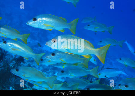 Fisch eine vor-Ort-Schnapper (Lutjanus Monostigma) Unterwasser im Indischen Ozean Stockfoto