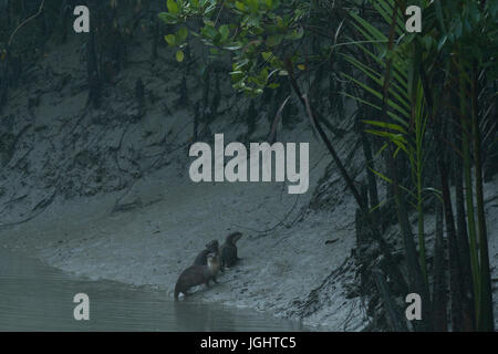 Otter, am Ort genannt Udbiral in den Sundarbans, ein UNESCO-Weltkulturerbe und ein Naturschutzgebiet. Die größte littoral Mangrovenwald in der wor Stockfoto