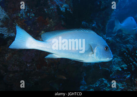 Goldspotted Süßlippen Fisch (Plectorhinchus Flavomaculatus) im Indischen Ozean tropischen Korallenriff Unterwasser Stockfoto