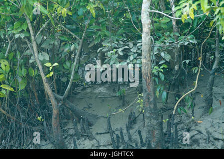 Otter, am Ort genannt Udbiral in den Sundarbans, ein UNESCO-Weltkulturerbe und ein Naturschutzgebiet. Die größte littoral Mangrovenwald in der wor Stockfoto