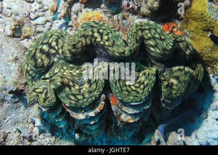 Geriffelte Riesenmuschel (Tridacna Squamosa) Unterwasser im tropischen Korallenriff des Indischen Ozeans Stockfoto