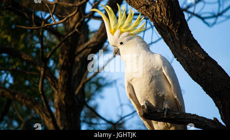 Ein Schwefelkustentaugter Cockatoo Stockfoto