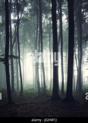 nebligen Wald nach Regen, geheimnisvolle Atmosphäre Wald Landschaft Stockfoto