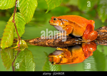 Tomate Frosch im Teich mit Reflektion Stockfoto