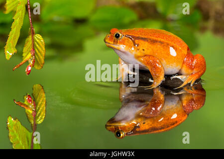 Tomate Frosch im Teich mit Reflektion Stockfoto