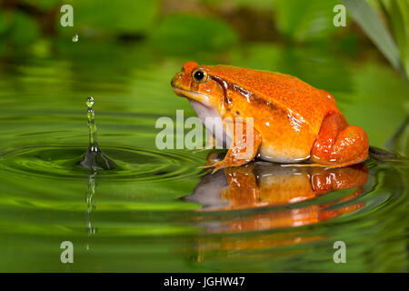 Tomate Frosch im Teich mit Reflektion Stockfoto