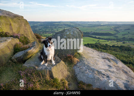 Border-Collie sitzen auf den Felsen am Rand der Baslow im Peak District, Derbyshire, England. Stockfoto