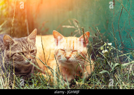 Zwei rote Katzen schlafen auf dem Rasen im Sommer im freien Stockfoto