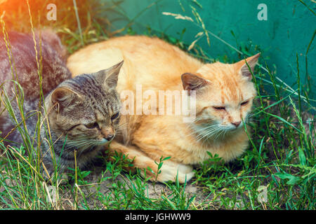 Zwei rote Katzen schlafen auf dem Rasen im Sommer im freien Stockfoto