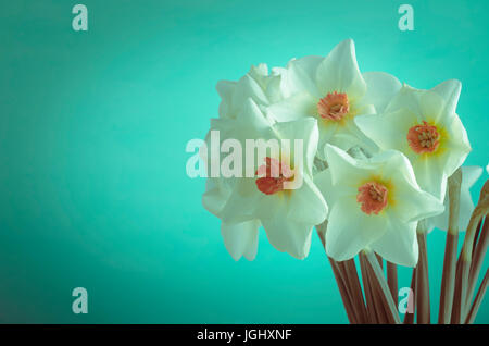 Ein Bündel von Creme farbenen Frühling Narzissen mit orange Trompeten auf Türkis Hintergrund, nach links in Richtung Textfreiraum.  Kreuz verarbeitet für eine frische, y Stockfoto