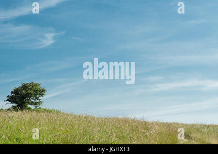 Malerische Natur Hintergrund.  Ein einzelner Baum auf einem sanft abfallenden grasbewachsenen Hügel vor einem blauen Himmel in der englischen Landschaft. Stockfoto