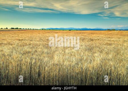 Goldene Weizenfeld mit blauem Himmel in der Region Provence, Frankreich, Europa Stockfoto