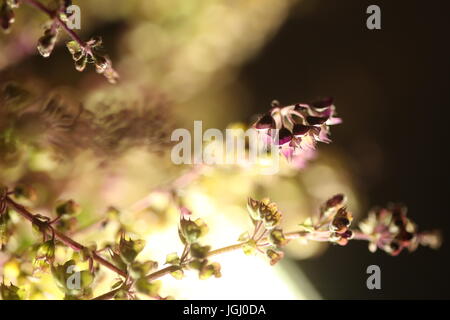 Ocimum Tenuiflorum Pflanze Stockfoto
