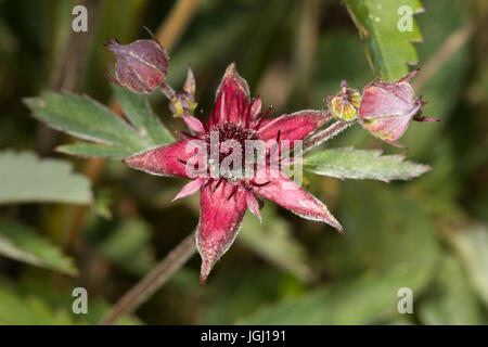 Marsh Fingerkraut (Potentilla Palustris) Blume Stockfoto