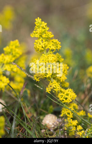 Lady's Labkraut (Galium Verum) Blumen Stockfoto