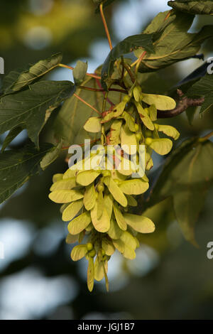 Ahorn Samen (Acer Pseudoplatanus) Stockfoto