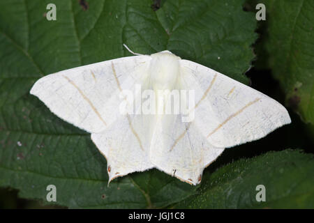Zinnenkranz Moth (Ourapteryx Sambucaria) Stockfoto
