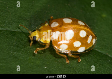 Orange-Marienkäfer (Halyzia Sedecimguttata) Stockfoto