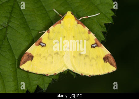 Schwefel-Motte (Opisthograptis Luteolata) Stockfoto