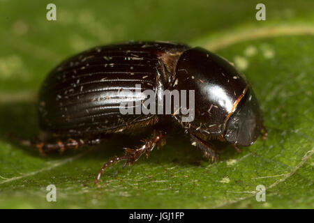 Skarabäus-Käfer (Aphodius sp.) Stockfoto