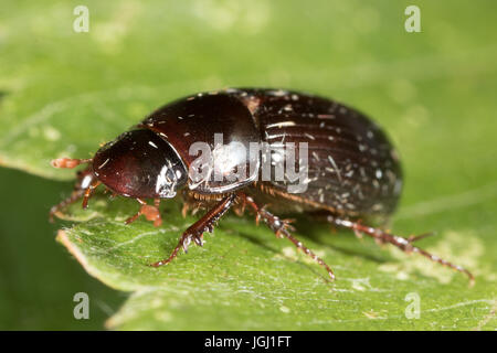 Skarabäus-Käfer (Aphodius sp.) Stockfoto