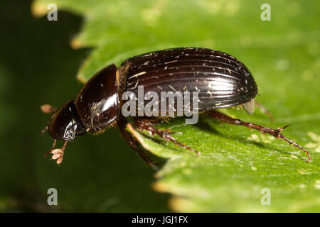 Skarabäus-Käfer (Aphodius sp.) Stockfoto