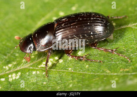 Skarabäus-Käfer (Aphodius sp.) Stockfoto