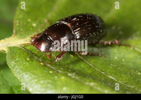 Skarabäus-Käfer (Aphodius sp.) Stockfoto