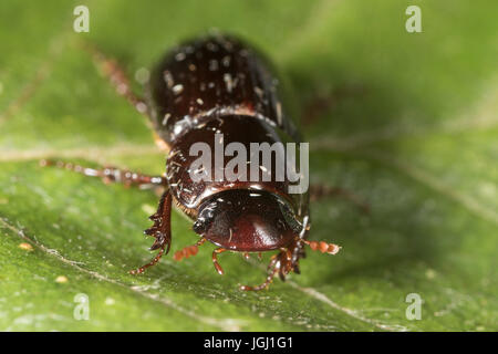 Skarabäus-Käfer (Aphodius sp.) Stockfoto