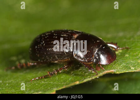 Skarabäus-Käfer (Aphodius sp.) Stockfoto