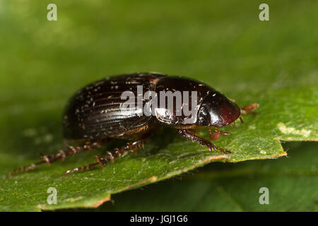 Skarabäus-Käfer (Aphodius sp.) Stockfoto