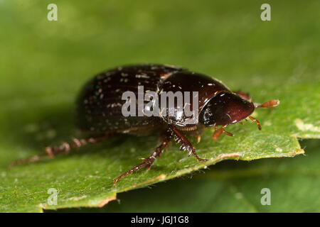 Skarabäus-Käfer (Aphodius sp.) Stockfoto