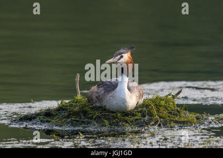 Haubentaucher (Podiceps Cristatus) auf seinem nest Stockfoto