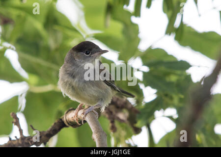 männliche Mönchsgrasmücke (Sylvia Atricapilla) Stockfoto