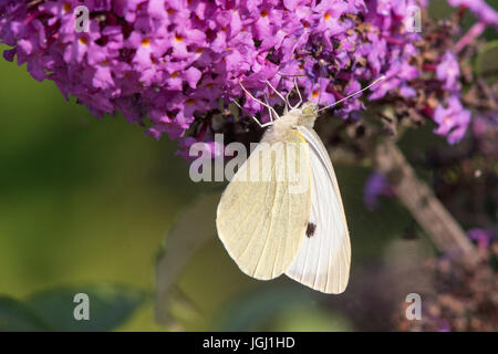 männliche Large White Butterfly (Pieris Brassicae) ernähren sich von den Blüten der Schmetterlingsstrauch (Buddleja Davidii) Stockfoto