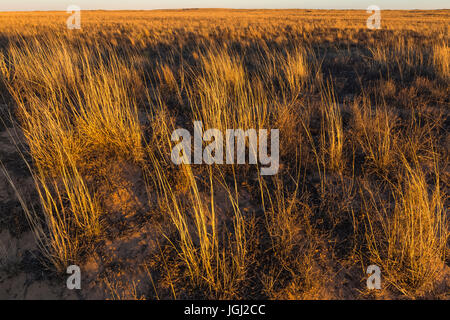 Shortgrass Steppe Prärie Grünland auf dem Bureau of Land Management Land in der Nähe von Caprock im östlichen New Mexico, USA Stockfoto