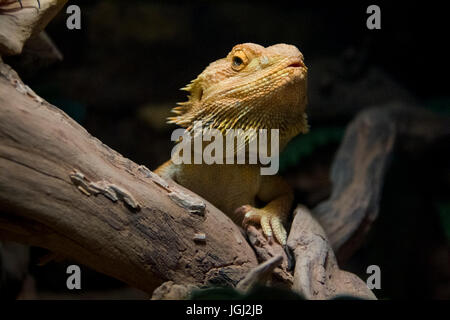 Nahaufnahme der östlichen Bartagame - ein Agamen-Eidechse. Stockfoto