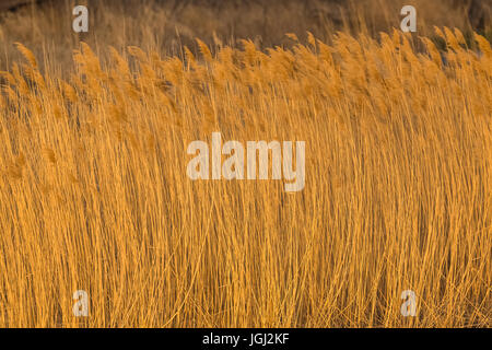 Reed Grass, Phragmites Australis, der Wind in Windmühle State Recreation Area in der Nähe von Kearney, Nebraska, USA Stockfoto