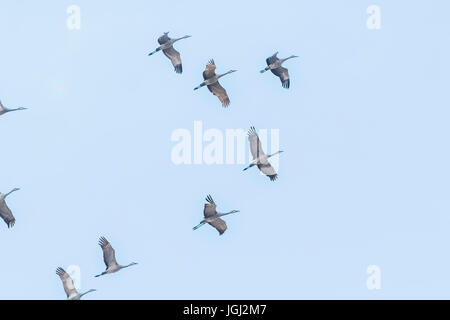 Kraniche, Antigone Canadensis, fliegen von und nach Fütterung und Schlafplatz Orte im März auf der Platte River Valley-Migration-Zwischenstopp in der Nähe von Kearn Stockfoto