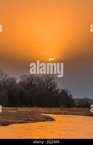 Kraniche, Antigone Canadensis, fliegen zurück nach ihrer Nacht Quartier bei Sonnenuntergang entlang der Platte River bei ihren Frühling Migration Zwischenstopp in Marc Stockfoto