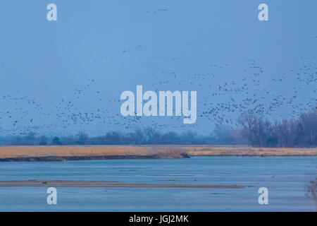 Kraniche, Antigone Canadensis, fliegen zurück nach ihrer Nacht Quartier bei Sonnenuntergang entlang der Platte River bei ihren Frühling Migration Zwischenstopp in Marc Stockfoto