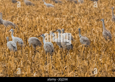 Kraniche, Antigone Canadensis, Fütterung in einem Maisfeld im März an der Platte River Valley-Migration-Zwischenstopp in der Nähe von Kearney, Nebraska, USA Stockfoto