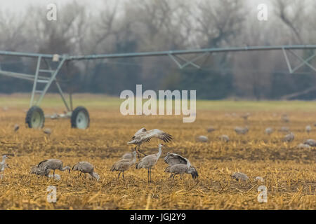 Kraniche, Antigone Canadensis, Fütterung in einem Maisfeld im März an der Platte River Valley-Migration-Zwischenstopp in der Nähe von Kearney, Nebraska, USA Stockfoto