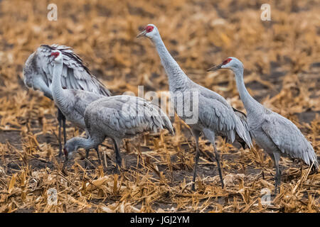 Kraniche, Antigone Canadensis, Fütterung in einem Maisfeld im März an der Platte River Valley-Migration-Zwischenstopp in der Nähe von Kearney, Nebraska, USA Stockfoto