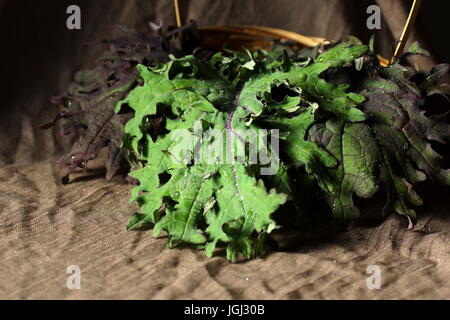 Stillleben mit verlässt russischen Roten Grünkohl. Roten russischen Kohl Blätter in einem Korb künstlerisch angeordnet. Stockfoto